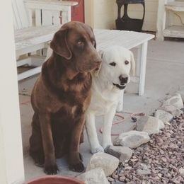 Dilute Retriever All Grown Up from Calizona Labs