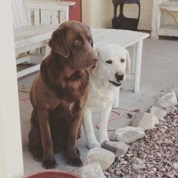 Dilute Retriever All Grown Up from Calizona Labs
