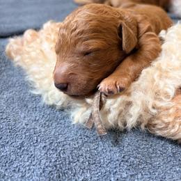 Iris - Red  female Goldendoodle puppy in South Fulton, Georgia from Golden Paws Farm