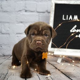 Chinese Shar-Pei and Companion Cross Puppies from Mini Hippo Land