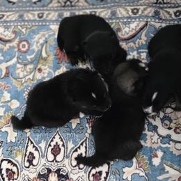 Pomsky puppies from Way too cute Pomskies