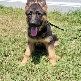 Candy Girl - Black and red female German Shepherd puppy in Whitewater, California from Vom Haus Metzler Shepherds