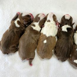 Boston Terrier Puppies from White Valley Boston Terriers