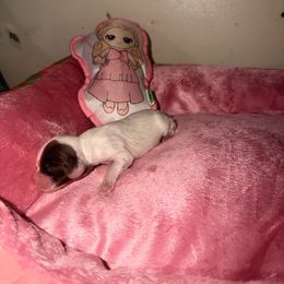 Glinda - Brown and white female Cocker Spaniel puppy in Hickory, North Carolina from Home Grown Cocker Spaniels