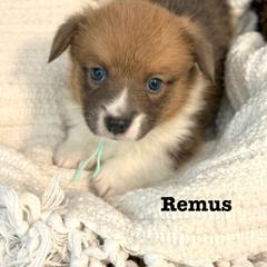 Pembroke Welsh Corgi Puppies from Sarah Ledford