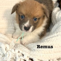 Pembroke Welsh Corgi Puppies from Sarah Ledford