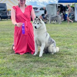 Siberian Husky All Grown Up from Howling Winds Siberians