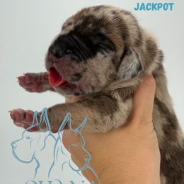 Jackpot - Merle male Great Dane puppy in Michigan from Ohana Great Danes of Michigan