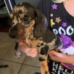 Dachshund Puppies from CC and J Dachshunds