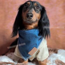 Kizmet - Dachshund