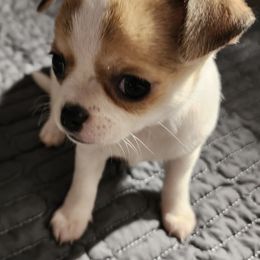 Harley Quinn - Gold and white female Chihuahua puppy in Indianapolis, Indiana from V & J’s Tiny Treasures