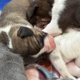 Fawn mantle girl - Fawn female Great Dane puppy in Greenville, South Carolina from Allen’s Ridge Ranch