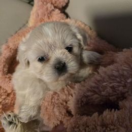 Heidi - Cream and white female Shih Tzu puppy in Filer, Idaho from Shih Tzu Kennels
