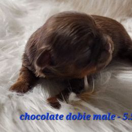 Opie - Chocolate male Shih Tzu puppy in Center Point, Iowa from Puppies in a Box Shih tzus