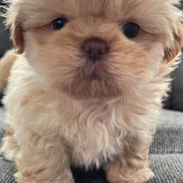 Shih Tzus from Northwestpups2love