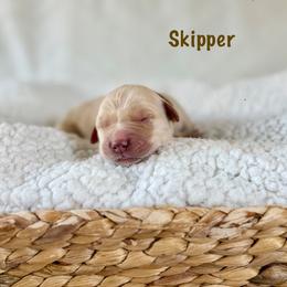 Skipper - Golden male Golden Retriever puppy in San Bernardino, California from Thegoldendreams1