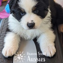 Panda - Black tri-color Australian Shepherd puppy in Grand Island, Nebraska from Heaven Scent Aussies