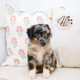 Miniature Australian Shepherd and Toy Australian Shepherd Puppies from Hydden Aussies