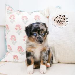 Miniature Australian Shepherd and Toy Australian Shepherd Puppies from Hydden Aussies