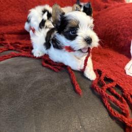 Biewer Terrier puppies from Half Pint Biewer Terriers