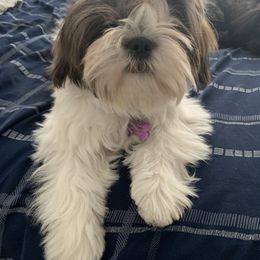Ella - Shih Tzu