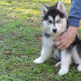 Pomsky and Siberian Husky Puppies from Beastly Beauties Huskies & Pomskies