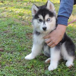 Pomsky and Siberian Husky Puppies from Beastly Beauties Huskies & Pomskies