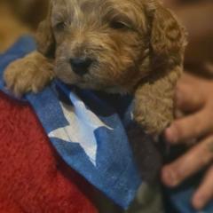 Storm - Apricot female Goldendoodle puppy in Cherry Tree, Pennsylvania from Plum Creek Acres Next Generation