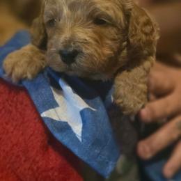 Storm - Apricot female Goldendoodle puppy in Cherry Tree, Pennsylvania from Plum Creek Acres Next Generation
