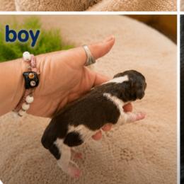 Boy 3 - Chocolate and tan male Dachshund puppy in Michigan from Amberly's Dachshunds