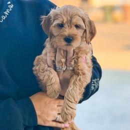 Marlon - Apricot male Goldendoodle puppy in Garden Grove, California from Sunkissed Doodles