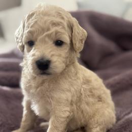 Boy 2 - male Goldendoodle puppy in Shreveport, Louisiana from Cottage Doodles