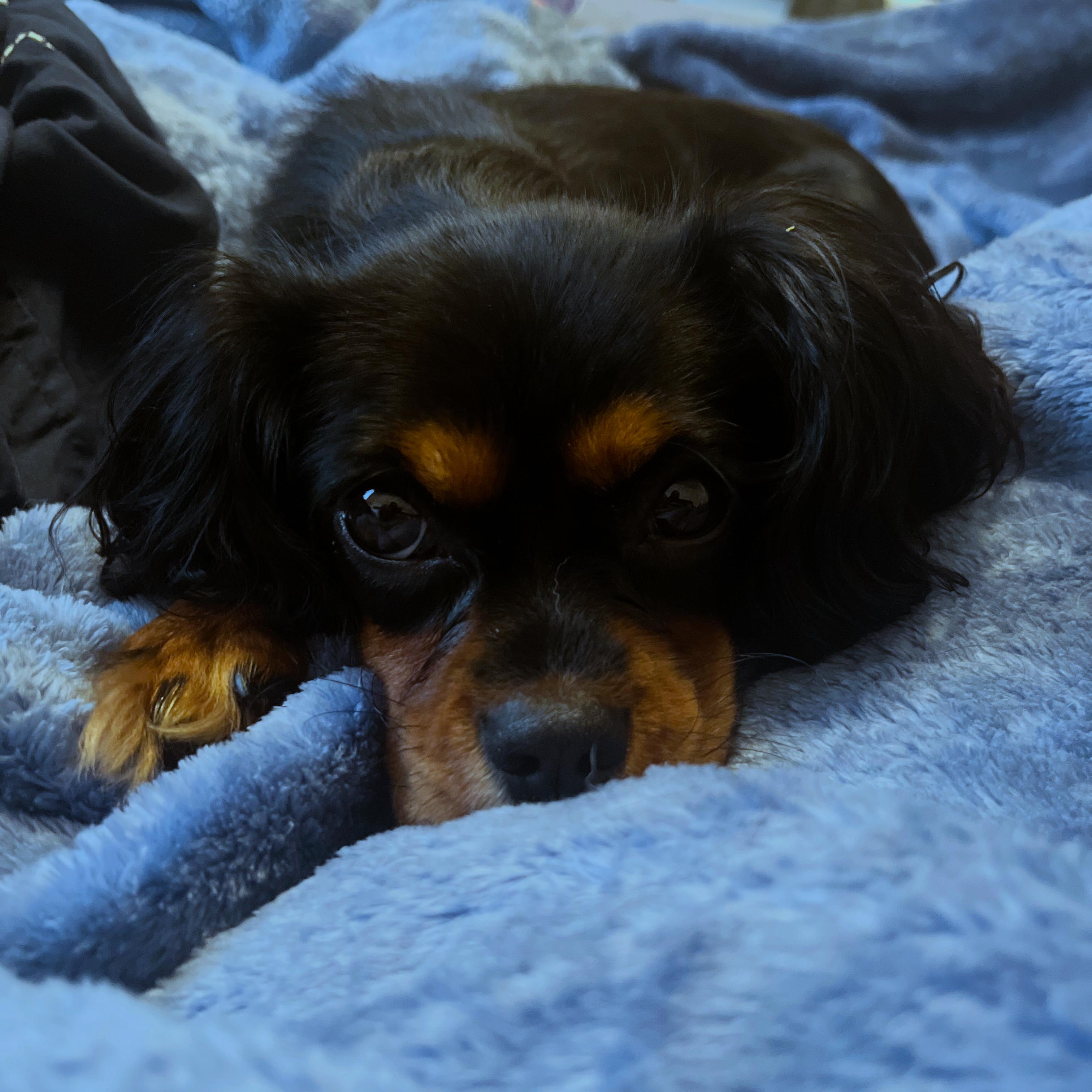 Penny