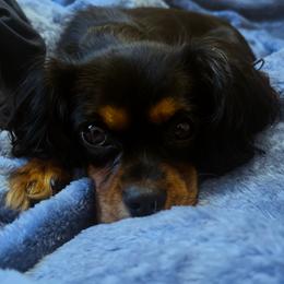 Penny - Cavalier King Charles Spaniel