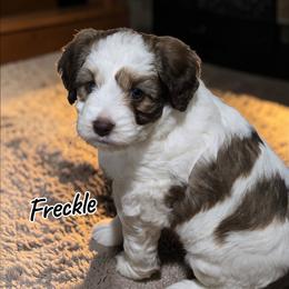 Freckle - Brown and white male Aussiedoodle puppy in Lebanon, Oregon from Abbott Family Farm