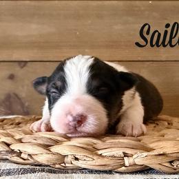 Sailor - Black tri-color female Australian Shepherd puppy in Kearney, Nebraska from Helix Aussies