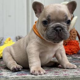Sunspot - Blue fawn male French Bulldog puppy in Almo, Kentucky from Busy Bee French Bulldogs
