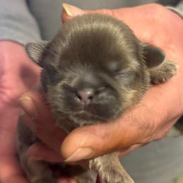 Maroon boy - Liver male Shih Tzu puppy in Berkeley Springs, West Virginia from Sandridge Shih Tzus
