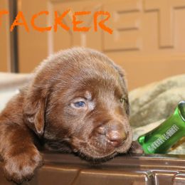 STACKER - Chocolate male Labrador Retriever puppy in Lawton, Michigan from DuckAlly Kennel