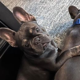 French Bulldogs from Dama Hill Frenchies