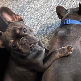 French Bulldogs from Dama Hill Frenchies