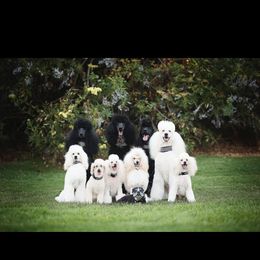 Poodle All Grown Up from Savicah Poodles