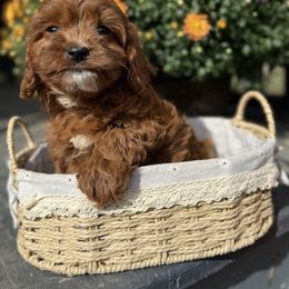 Ginger - Red male Cavapoo puppy in Bozrah, Connecticut from Cedar Creek Farm