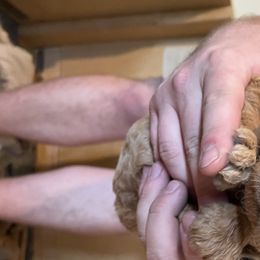 Girl 3 - Labradoodle puppy in Sandy, Utah from Vals Doodles