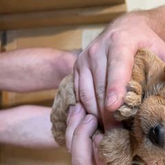 Girl 3 - Labradoodle puppy in Sandy, Utah from Vals Doodles