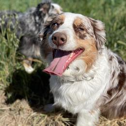 Miniature American Shepherds from HeartSong Australian Shepherds
