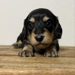Ares - Black and cream male Dachshund puppy in Squires, Missouri from Hudson’s Hounds