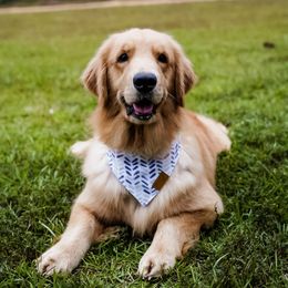 Reign - Golden Retriever