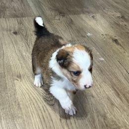 Hop Sing - Sable merle male Border Collie puppy in Guffey, Colorado from Sunset Ridge