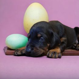 Doberman Pinscher Puppies from Makkr Ridge Dobermans LLC